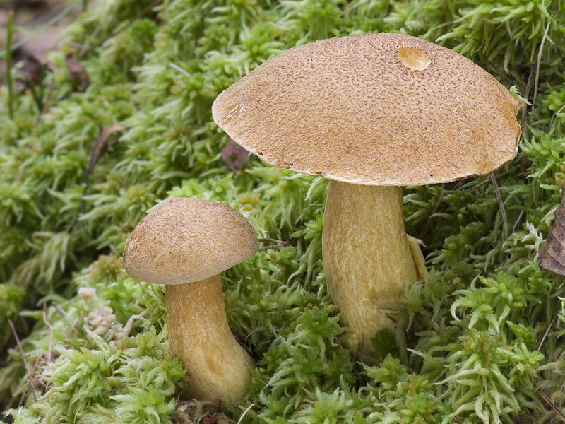 Suillus variegatus